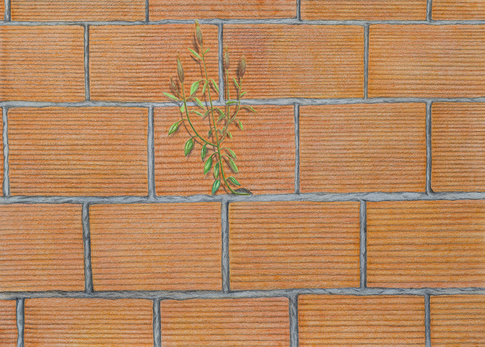 Título_ Quirquiña o Hierba mala siempre crece Técnica_ Lápiz policromo sobre papel, cerámica Medidas_ 115 x 85 x 4 cm Año_ 2025 - Galería Selvanegra