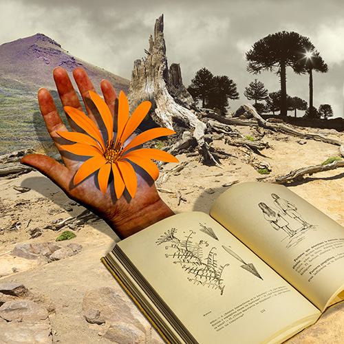 GRANIZOS EN LA NOCHE (Mutisia) - Julieta Anaut - Fotomontaje digital - 40x40cm - 2023