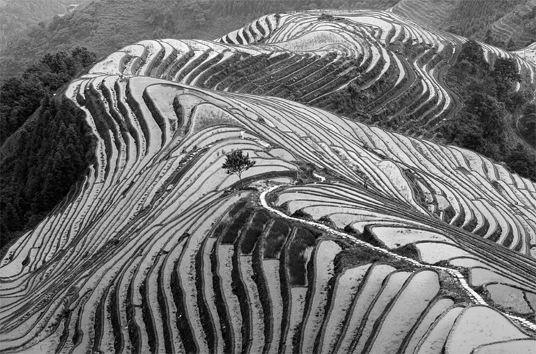 Aline Terzakyan de Karagozlu - Vista aérea arroceras, Longji, China - Fotografía - Digital - Toma directa - 57 x 47 cm. - Impresión Fine Art - 2016